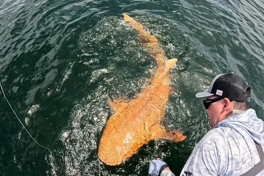 28costarica-shark-jumbo