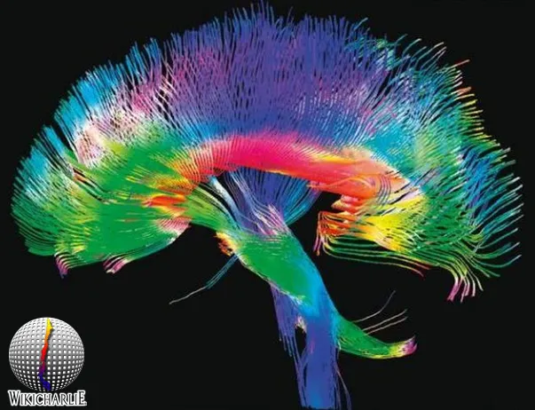 Proyecto_Conectoma_Humano